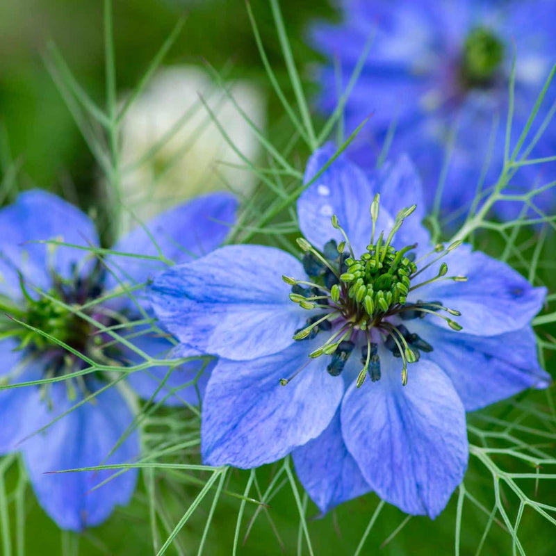 Heirloom Nigella Damascus Flower seeds for Planting Bright Blooms Heirloom & GMO Free Seeds for Home Garden