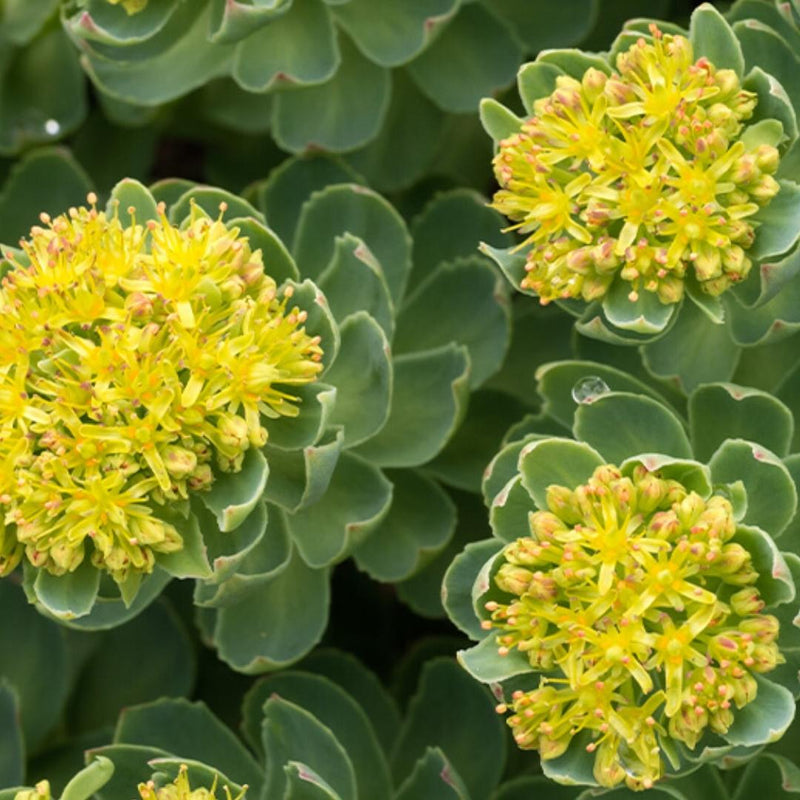 Rhodiola Rosea Flower seeds for Planting Easy to Grow Heirloom & GMO Free Seeds for Home Garden