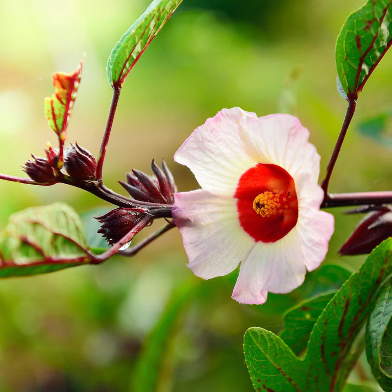 Roselle Hibiscus Sabdariffa Flower seeds for Planting - Cut Flower Favorite, Heirloom & GMO Free Seeds for Home Garden