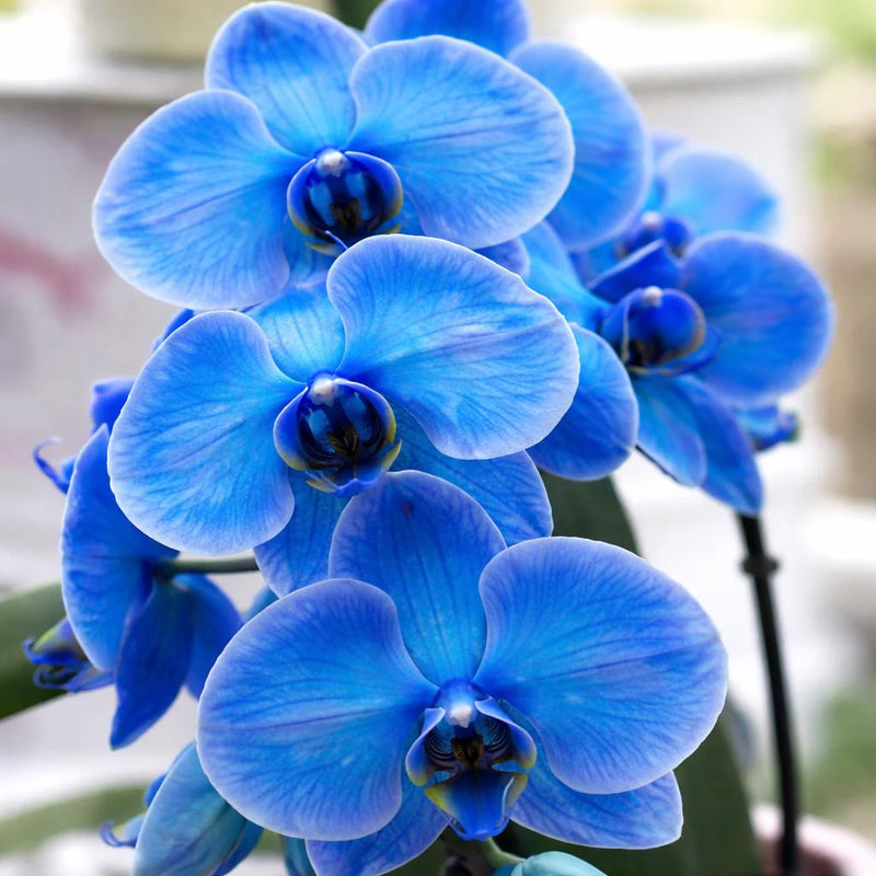 Blue Cymbidium Flower seeds for Planting Long Bloom Season Heirloom & GMO Free Seeds for Home Garden
Sale