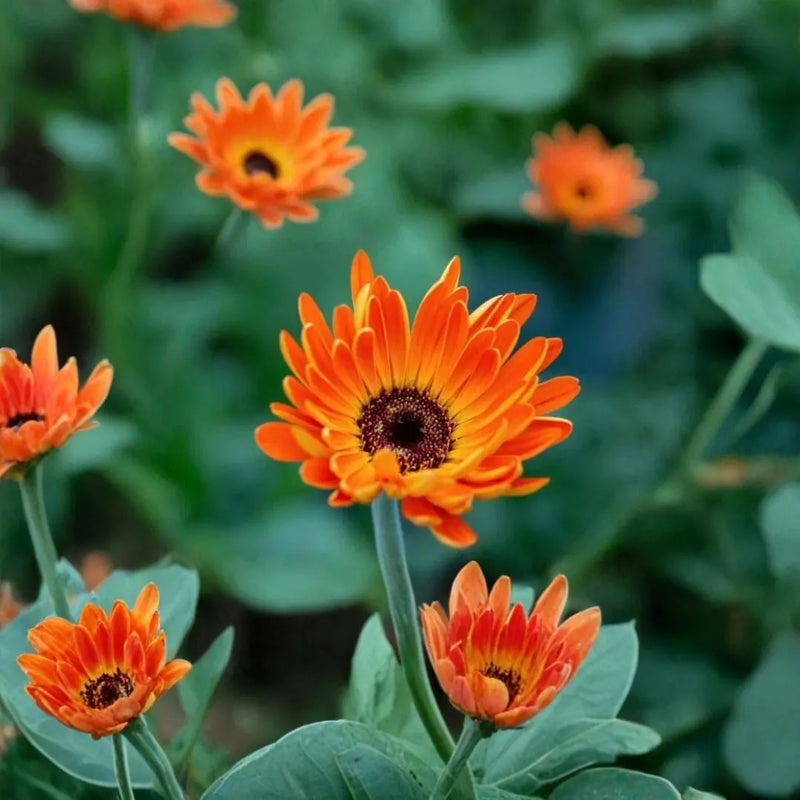 Orange and Blue William Osteospermum Flower seeds for Planting Bright Blooms Heirloom & GMO Free Seeds for Home Garden