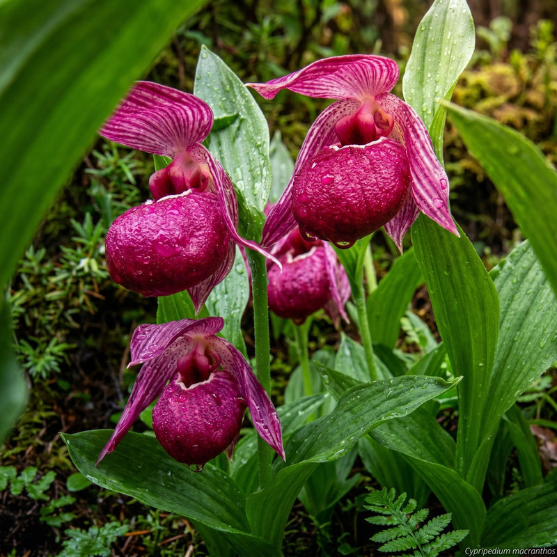 Purple Cypripedium Macranthos Flower seeds for Planting Wildflower Mix Heirloom & GMO Free Seeds for Home Garden
Sale