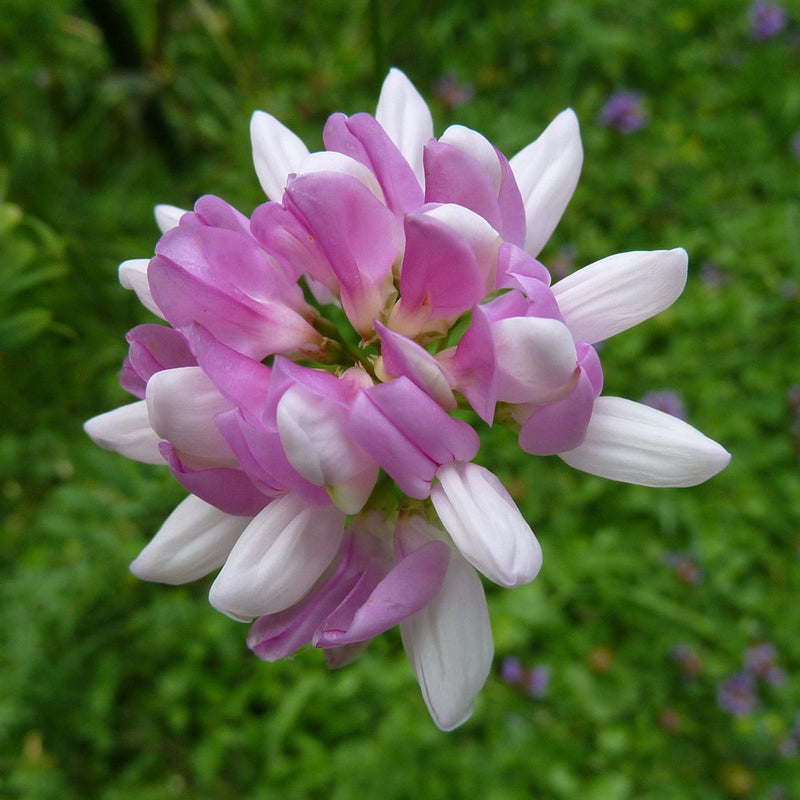 Pink Coronilla Flower seeds for Planting - Colorful Display, Heirloom & GMO Free Seeds for Home Garden
Sale seeds for planting in home garden