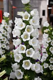 White Canterbury Bells Flower Seeds for Planting Vibrant Colors Heirloom & GMO Free Seeds for Home Garden
Sale