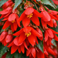 Buy Begonia Boliviensis Seeds for Planting Vibrant Biennials for All Seasons
