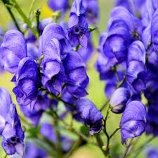 Wolfsbane Flower seeds for Planting - Colorful Display, Heirloom & GMO Free Seeds for Home Garden