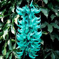 Jadewein Flower seeds for Planting - Cut Flower Favorite, Heirloom & GMO Free Seeds for Home Garden