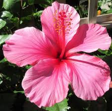 Hibiscus Flower seeds for Planting Perfect for Borders Heirloom & GMO Free Seeds for Home Garden
