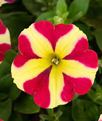 Red & Yellow Petunia Flower seeds for Planting - Pollinator Friendly, Heirloom & GMO Free Seeds for Home Garden
Sale seeds for home garden