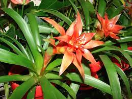 Hechtia Flower seeds for Planting - Seasonal Bloomer, Heirloom & GMO Free Seeds for Home Garden
Sale seeds for planting in home garden