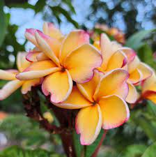Peach Frangipani Flower seeds for Planting - Sun Loving, Heirloom & GMO Free Seeds for Home Garden
Sale seeds for home garden