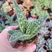 Green Aloe Variegata for Planting - Vibrant Colors, Heirloom & GMO Free Seeds for Home Garden
Sale seeds for planting in home garden