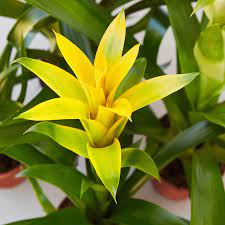 Yellow Bromeliad Tillandsia Bulbosa Flower Seeds for Planting – Heirloom, Non-GMO, Organic Garden Seeds
Sale seeds for home garden