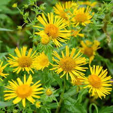 Enula Asteraceae Flower seeds for Planting - Colorful Display, Heirloom & GMO Free Seeds for Home Garden
Sale seeds for home garden