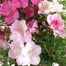 Mixed Satsuki Mischfarben Flower seeds for Planting - Colorful Display, Heirloom & GMO Free Seeds for Home Garden
Sale seeds for home garden