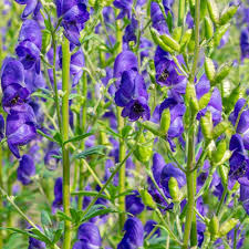 Aconitum Flower seeds for Planting - Perfect for Borders, Heirloom & GMO Free Seeds for Home Garden
Sale for planting in home garden.