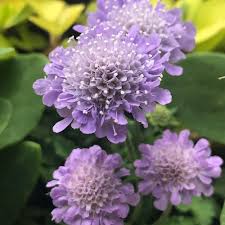 Scabiosa Flower seeds for Planting - Colorful Display, Heirloom & GMO Free Seeds for Home Garden
Sale for planting in home garden.