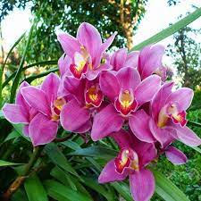Nema Cymbidium Orchid Flower seeds for Planting - Drought Tolerant, Heirloom & GMO Free Seeds for Home Garden
Sale seeds for home garden