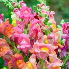 Pink Snapdragon Flower seeds for Planting - Fragrant Blossoms, Heirloom & GMO Free Seeds for Home Garden