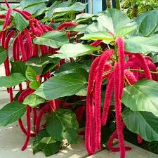 Acalypha Flower seeds for Planting - Hardy Variety, Heirloom & GMO Free Seeds for Home Garden