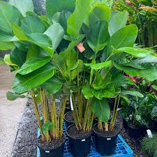 Calathea Lutea Mexican Cigar seeds for Planting - Sun Loving, Heirloom & GMO Free Seeds for Home Garden