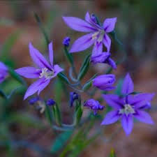 Fabiola Flower seeds for Planting - Sun Loving, Heirloom & GMO Free Seeds for Home Garden