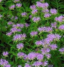 Lemon Bergamot Herb Seeds for Easy Planting
