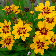 Coreopsis Cosmos Flower seeds for Planting Vibrant Colors Heirloom & GMO Free Seeds for Home Garden