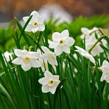 White Narcissus Flower Seeds - Grow Elegant Pure White Blooms for a Fresh Garden Addition