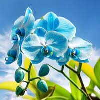 Sky Blue Orchid Flower Seeds for Planting – Heirloom NonGMO High Germination Organic Garden Seeds for Seasonal Exotic Blooms
Sale for planting in home garden
