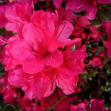 Pink Azalea Perennial Flower seeds for Planting - Seasonal Bloomer, Heirloom & GMO Free Seeds for Home Garden