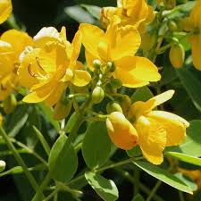 Yellow Cassia Tora Flower seeds for Planting - Vibrant Colors, Heirloom & GMO Free Seeds for Home Garden