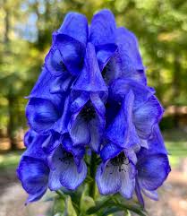 Blue Monkshood Flower seeds for Planting - Colorful Display, Heirloom & GMO Free Seeds for Home Garden
Sale