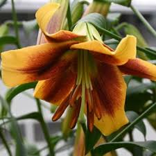 Yellow Brown Lilium Flower Seeds for Planting Shade Tolerant Heirloom & GMO Free Seeds for Home Garden Sale