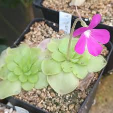 Butterwort flower seeds for Planting - Pollinator Friendly, Heirloom & GMO Free Seeds for Home Garden