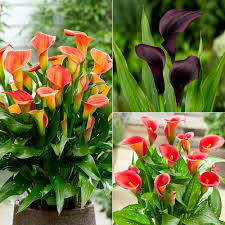 Calla Lilies Mix Flower Seeds for Planting | Vibrant Colorful Blooms