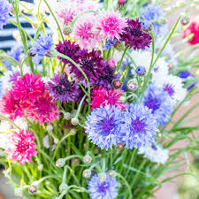 Cornflower Polka Dot Flower seeds for Planting Long Bloom Season Heirloom & GMO Free Seeds for Home Garden