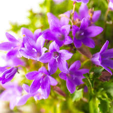 Purple Portenschlagiana Flower seeds for Planting - Pollinator Friendly, Heirloom & GMO Free Seeds for Home Garden