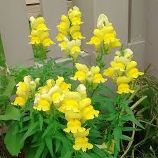 Snapdragon Golden Flower seeds for Planting - Sun Loving, Heirloom & GMO Free Seeds for Home Garden