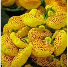 Yellow Calceolaria Crenatiflora Flower seeds for Planting - Drought Tolerant, Heirloom & GMO Free Seeds for Home Garden