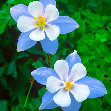 Colorado Blue Flower Seeds for Planting Brighten Your Garden with Stunning Blooms