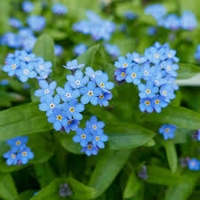 Sky Blue Nezabudka Flower Seeds for Planting Drought Tolerant Heirloom & GMO Free Seeds for Home Garden
Sale