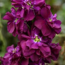 Matthiola Incana Flower Seeds - Deep Purple for Planting