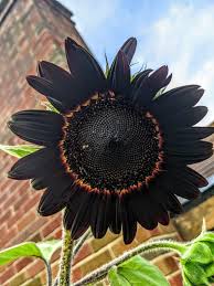 Black Giant Sunflower Seeds for Planting Fragrant Blossoms Heirloom & GMO Free Seeds for Home Garden
Sale