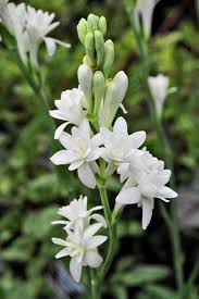 White Fragrant Clove Flower Seeds for Planting Long Bloom Season Heirloom & GMO Free Seeds for Home Garden
Sale
