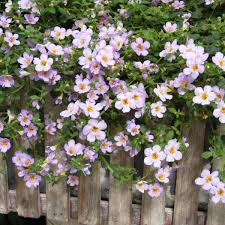 Bacopa Blutopia Flower seeds for Planting - Premium Quality, Heirloom & GMO Free Seeds for Home Garden