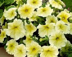 Yellow & White Heirloom Petunia Flower seeds for Planting - Bright Blooms, Heirloom & GMO Free Seeds for Home Garden