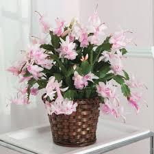 Light Pink Schlumbergera Flower seeds for Planting - Wildflower Mix, Heirloom & GMO Free Seeds for Home Garden