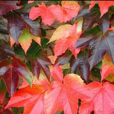 Multi-Colored Boston Ivy Flower seeds for Planting - Hardy Variety, Heirloom & GMO Free Seeds for Home Garden