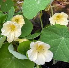 Light Yellow Nasturtium Flower seeds for Planting - Seasonal Bloomer, Heirloom & GMO Free Seeds for Home Garden